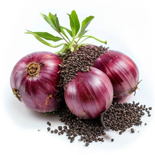 Semences oignon rouge du Bénin